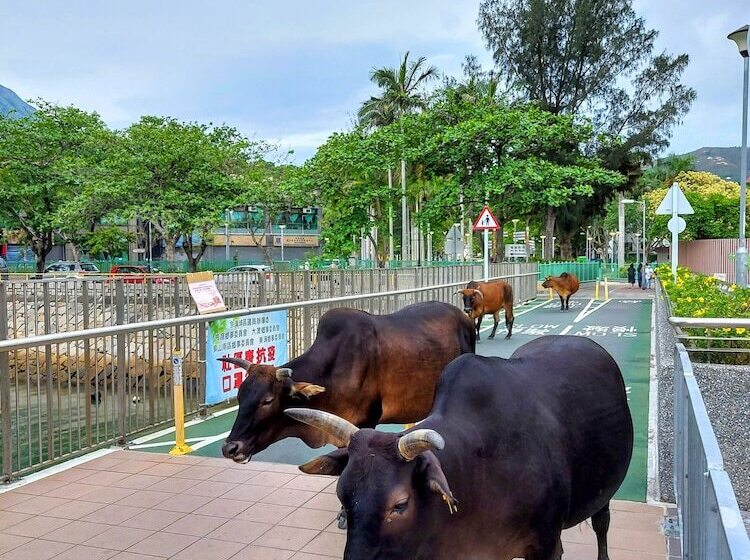 فندق Silvermine Beach Resort