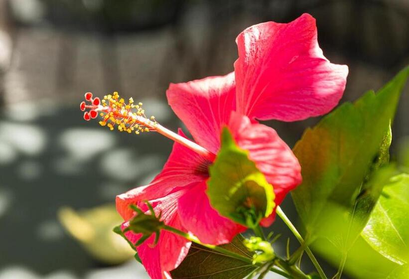 酒店 Villa Elisa & Spa