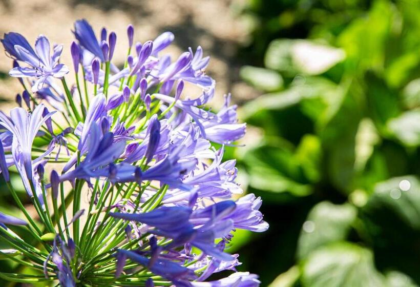 酒店 Villa Elisa & Spa