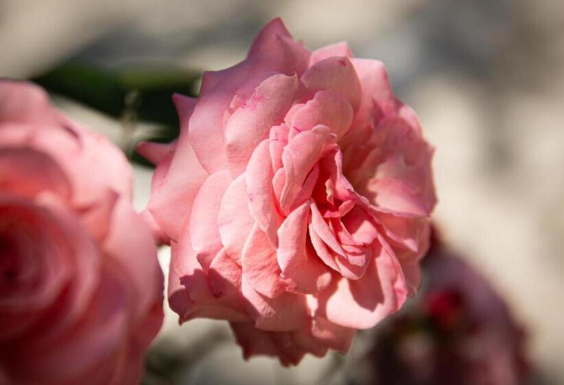 هتل Villa Elisa & Spa