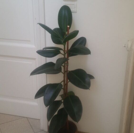 هتل La Residenza Il Maggio B&b