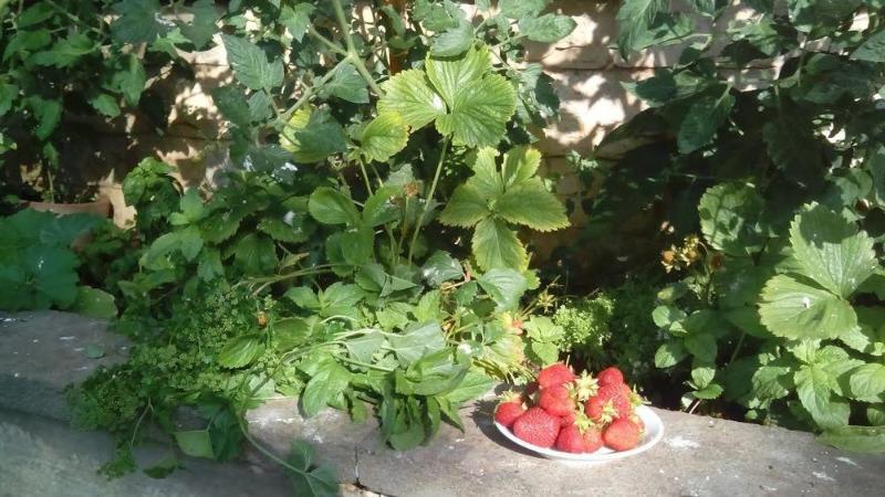 בית מלון כפרי Holidays