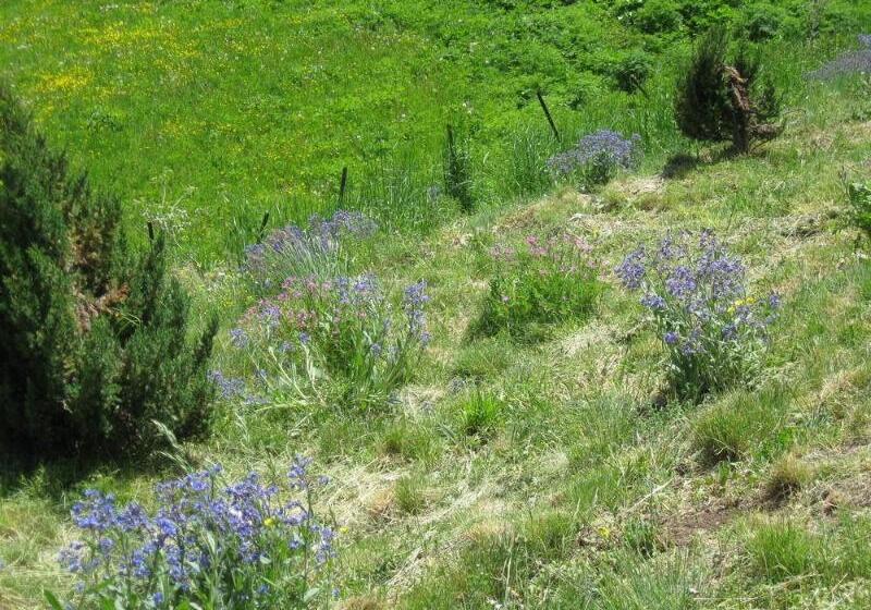 בית מלון כפרי Holidays