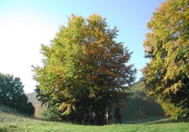 בית מלון כפרי Holidays