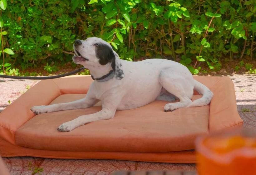 酒店 Argentario Osa Resort