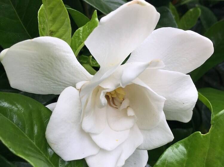 Grand Hotel Majestic