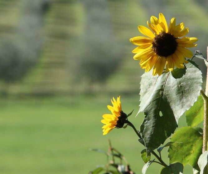 Отель Villa Campestri Olive Oil Resort