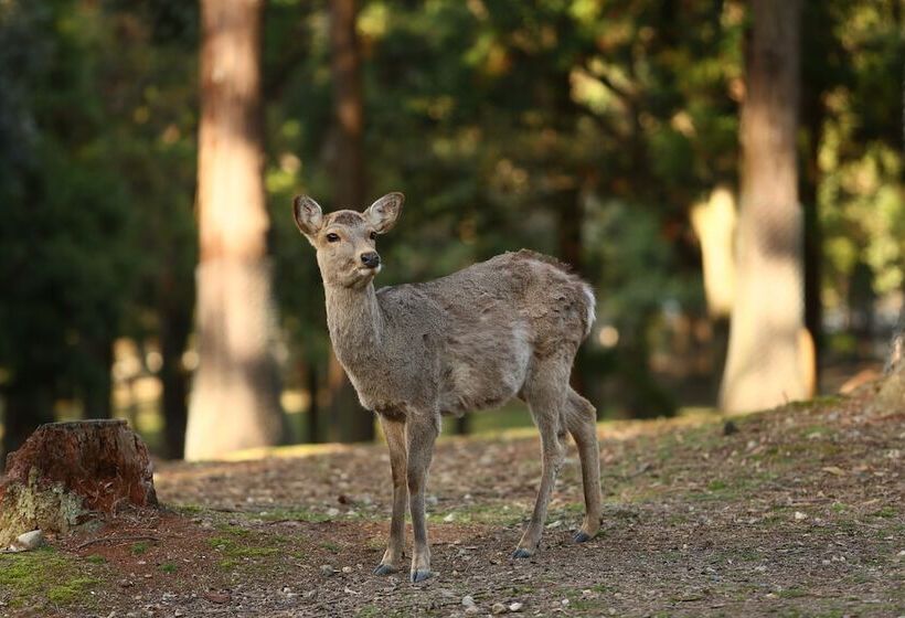 호텔 Nara