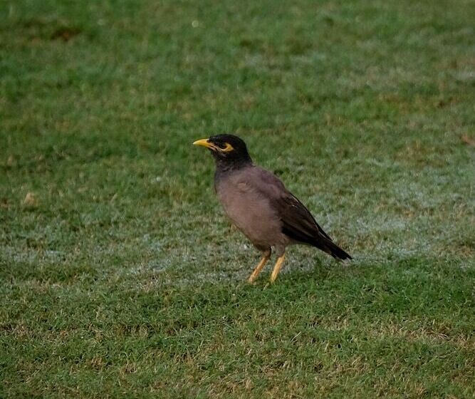 ホテル Rajmahal Palace Raas