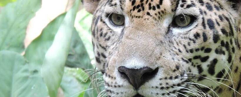 Отель Hyatt Regency Villahermosa