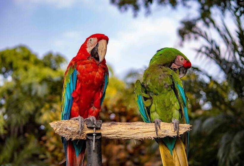 酒店 Las Mananitas