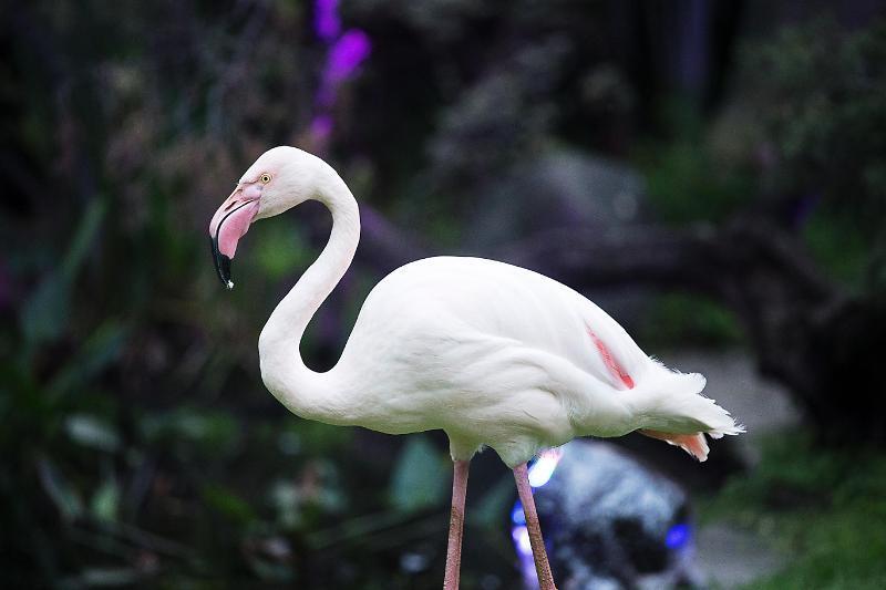 酒店 Las Mananitas