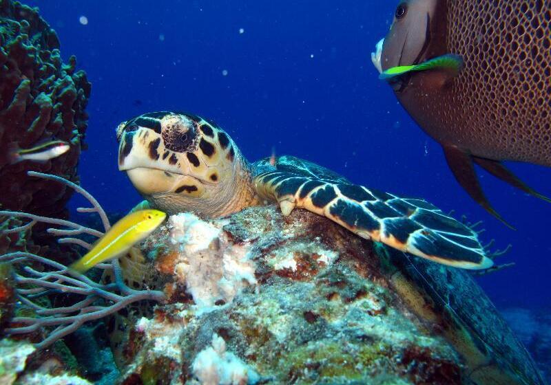 ホテル Playa Azul Cozumel