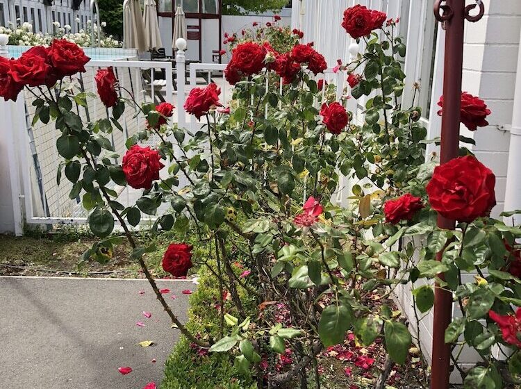 酒店 Camelot Motor Lodge