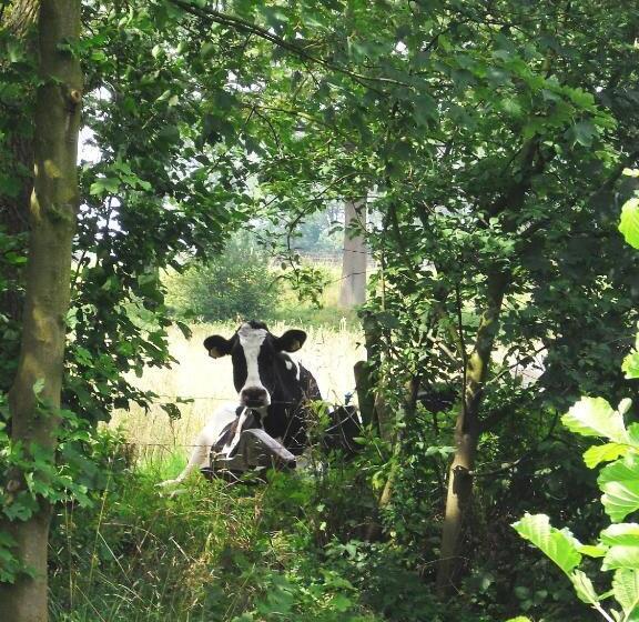 فندق De Lindeboom