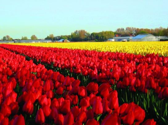 ホテル De Witte Raaf