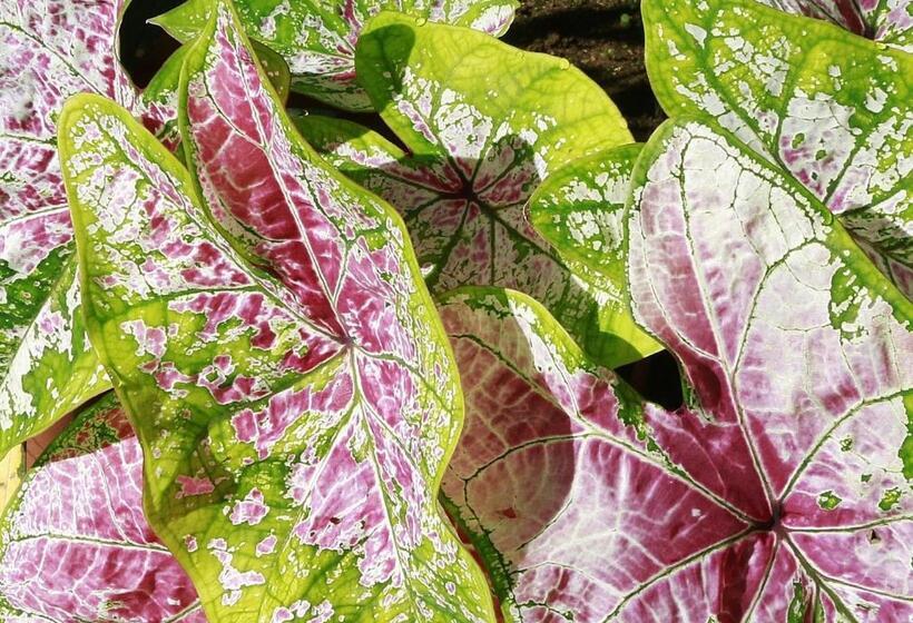 هتل Santo Vanuatu