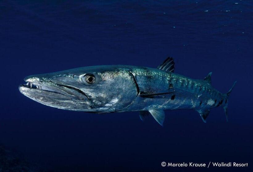 Walindi Plantation Resort