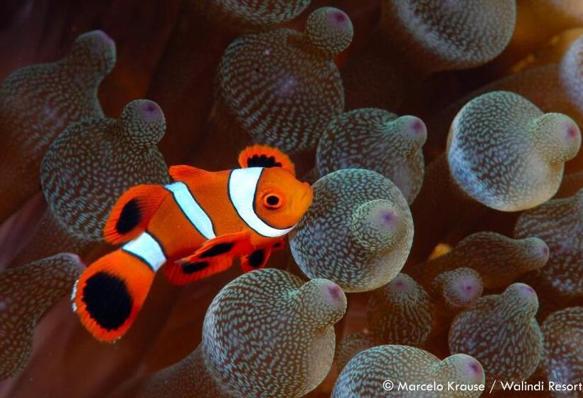 Walindi Plantation Resort