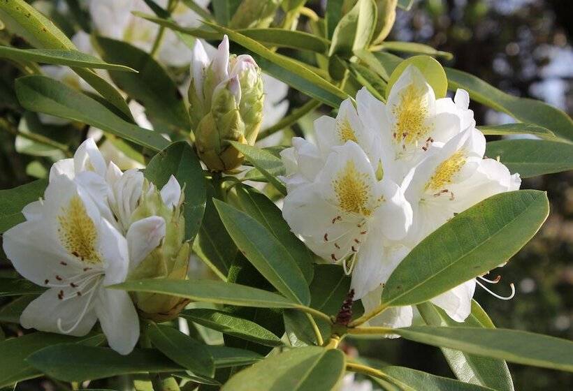 Cedar Lodge Motel Hamilton