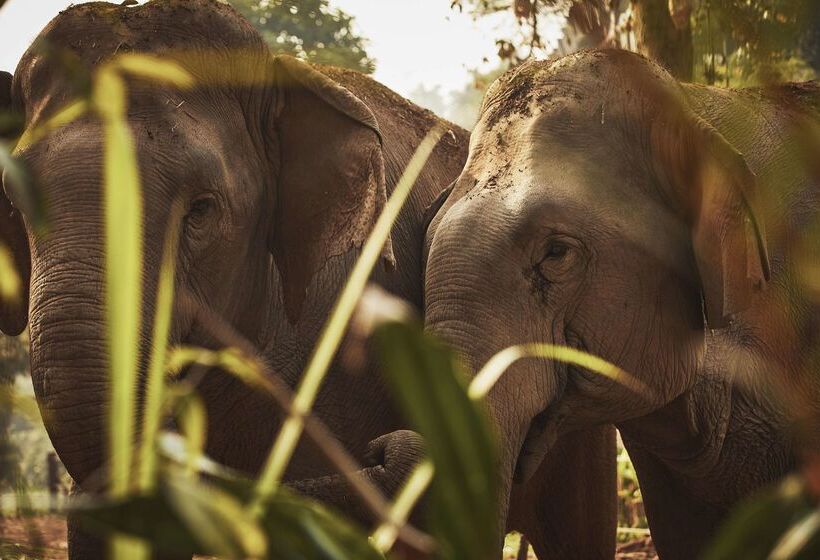 Hotel Anantara Golden Triangle Elephant Camp & Resort