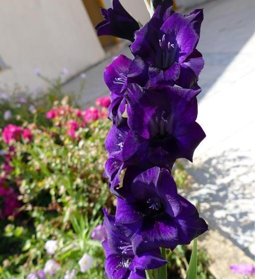 Отель Les Mimosas Tabarka