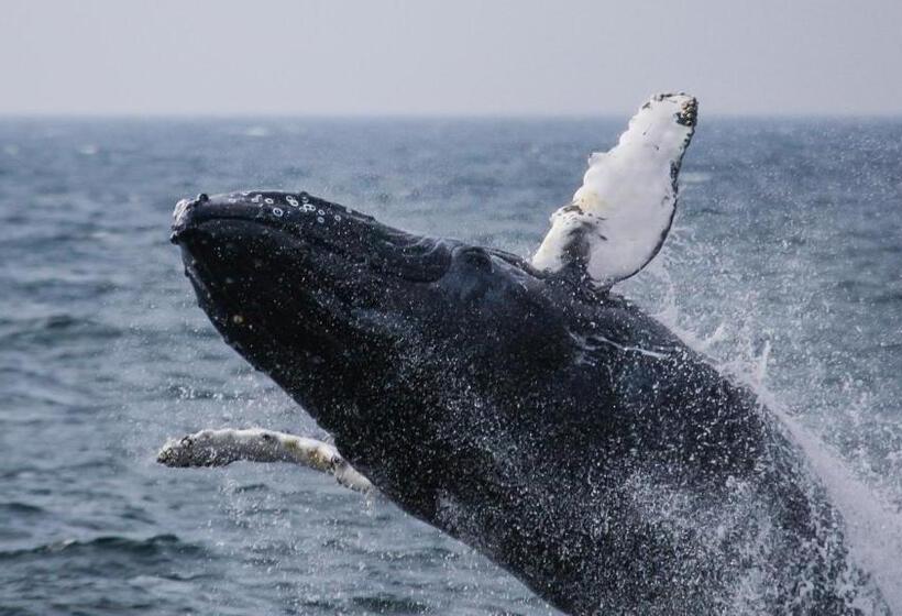 Ocean House Hotel At Bass Rocks