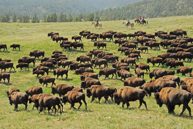 בית מלון כפרי Best Western Golden Spike Inn & Suites