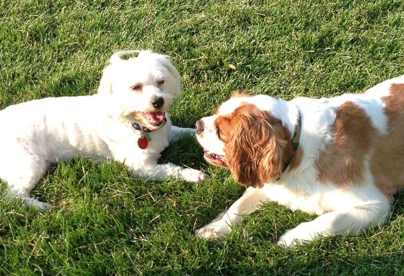 ホテル Best Western Paradise Inn