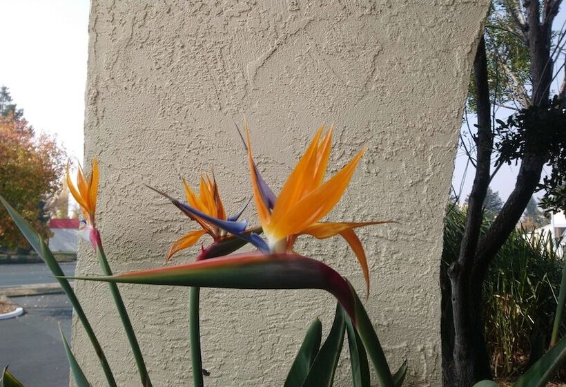 בית מלון כפרי Best Western Sonoma Winegrower's Inn