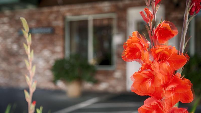 فندق Best Western Vista Manor Lodge