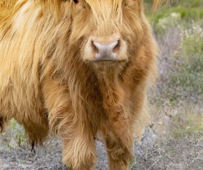 호텔 Carmel Valley Ranch, In The Unbound Collection By Hyatt