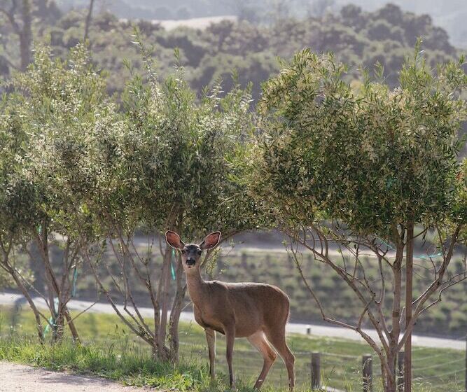 호텔 Carmel Valley Ranch, In The Unbound Collection By Hyatt