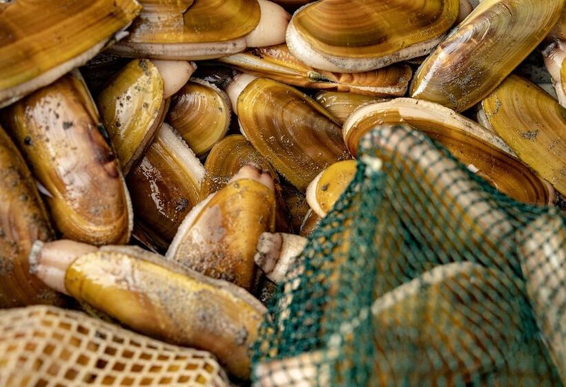 هتل Chateau Westport Resort