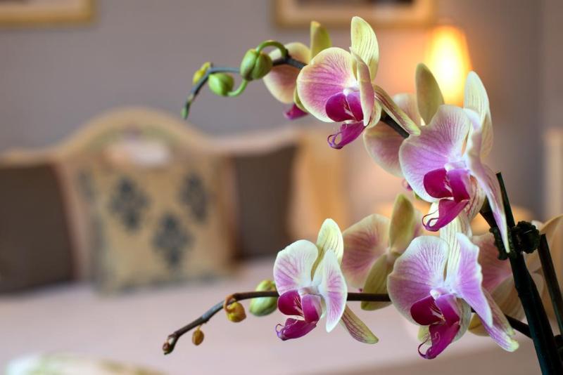 Cornell Hotel De France