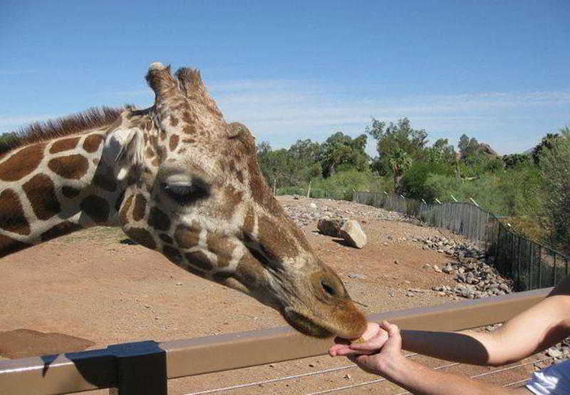 هتل Courtyard By Marriott Phoenix North