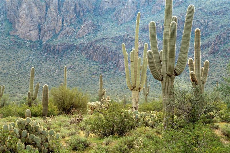 هتل Sheraton Crescent