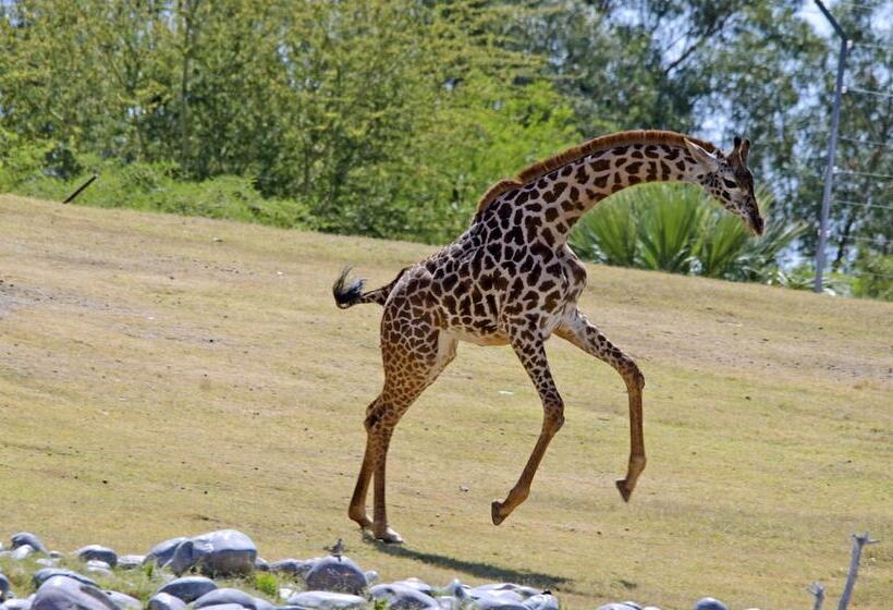 هتل Holiday Inn And Suites Phoenix Airport North, An Ihg