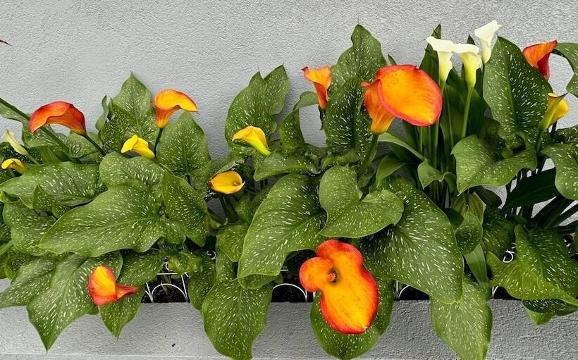 בית מלון כפרי Nation S Inn Of Wake County Raleigh Crabtree