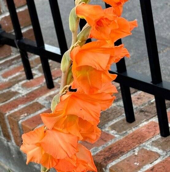 בית מלון כפרי Nation S Inn Of Wake County Raleigh Crabtree