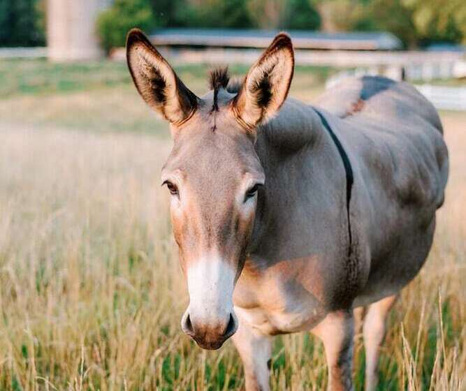 호텔 The Fearrington House Inn