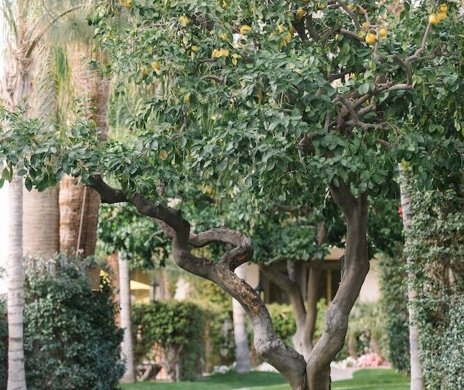 Palm Mountain Resort & Spa