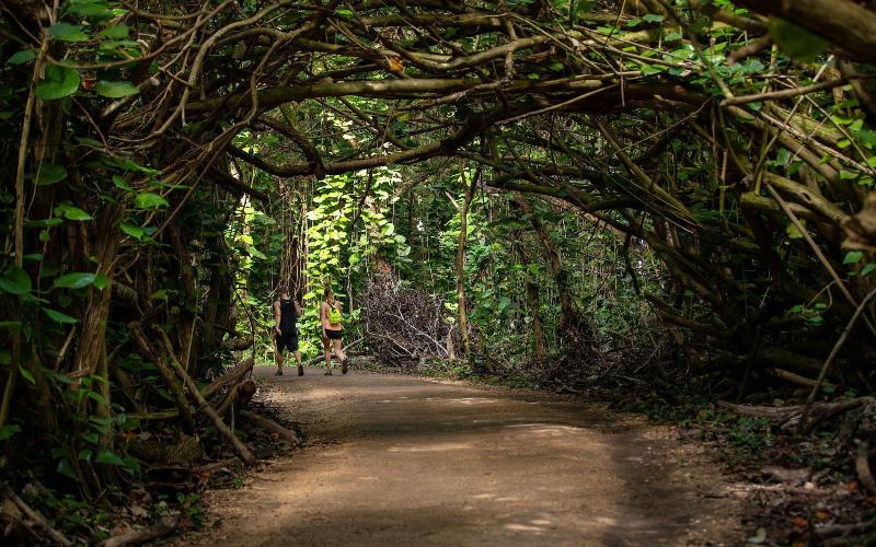 Hanalei Colony Resort