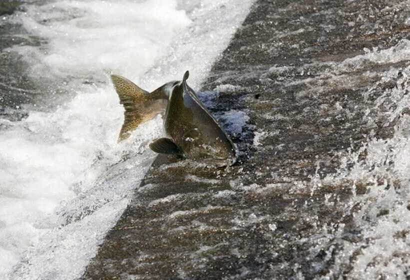 فندق Fairfield By Marriott Issaquah