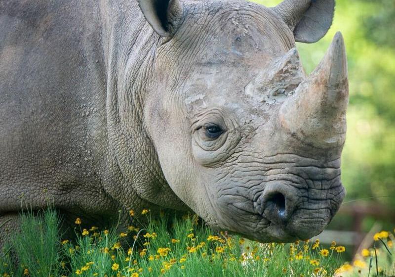 ホテル Four Points By Sheraton Little Rock Midtown