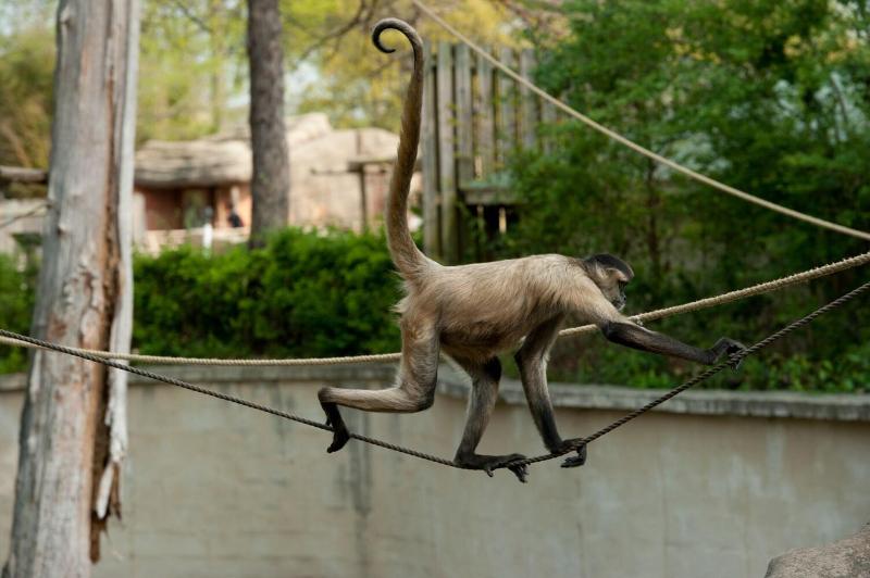 ホテル Four Points By Sheraton Little Rock Midtown