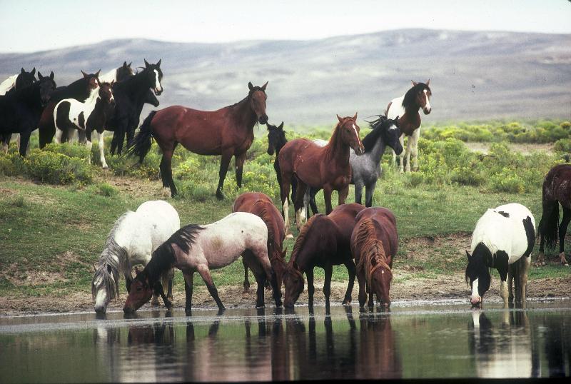 فندق Holiday Inn Rock Springs, An Ihg