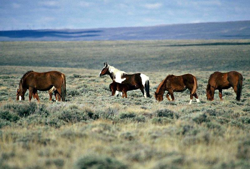 فندق Holiday Inn Rock Springs, An Ihg