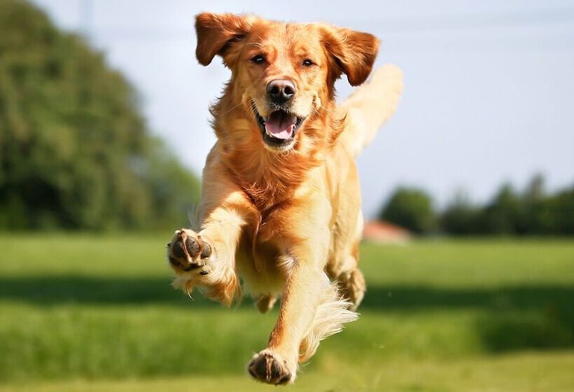 Отель Sheraton Tampa Brandon