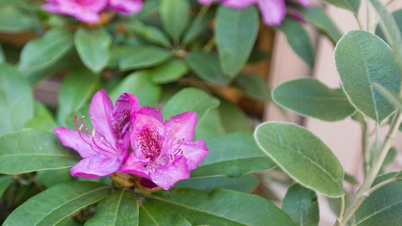 Отель The Inn At Virginia Mason